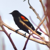 Carouge / Red-winged Blackbird