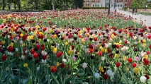 Des tulipes !!!