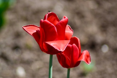 Tulipa Ruby Prince