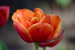 Tulipa Queensday
